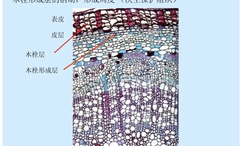 【妇炎康胶囊对身体有没有害处】康妇炎为何要尽量少吃 - 妇炎康胶囊的副作用网